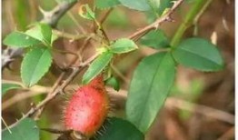 大洋子吃瓜,揭秘娱乐圈的甜蜜与苦涩