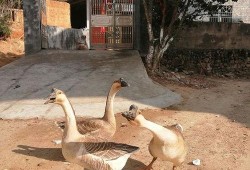 影视吃瓜鹅,吃瓜鹅带你揭秘娱乐圈幕后真相