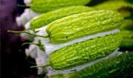 孕妇可以吃磁瓜吗,孕妇适宜食用磁瓜的益处与注意事项