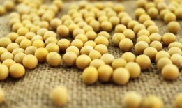 小黄豆吃妈妈的瓜,小黄豆的瓜趣之旅