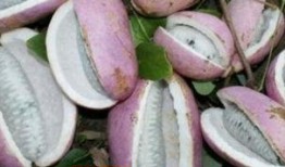 阿姨吃八月瓜视频下载,视频下载尽享田园时光