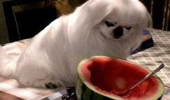 几只狗吃瓜图片,狗狗们的欢乐吃瓜时光