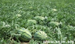 梦见瓜地吃瓜,瓜果飘香中的味蕾之旅