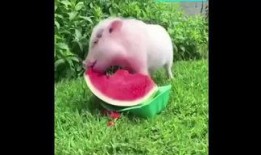 小猪吃瓜的原声,趣味盎然的童年回忆