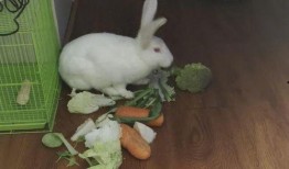 吃瓜兔砸,揭秘娱乐圈的幕后故事