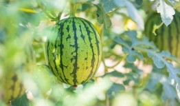 河南古茗吃瓜,吃瓜群众的美食盛宴