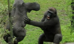 大猩猩吃瓜视频