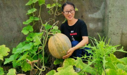 农村小芳金乡吃瓜,农村生活的甜蜜滋味