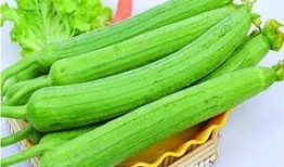 吃絲瓜,探索夏日清新口感