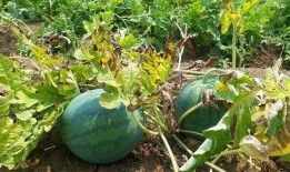 最近吃瓜的新闻,明星恋情曝光，幕后真相揭秘