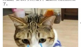 吃瓜师妹,网络红人的崛起与影响力