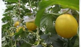 车刘村吃瓜,共享清凉时光