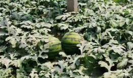 寿光泰华吃瓜,一场吃瓜盛宴背后的故事