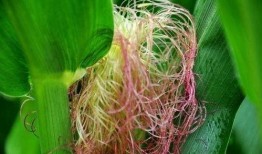 吃丰收瓜尿酸高,尿酸高人群的饮食警示