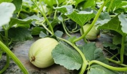 小四四直播吃瓜,揭秘娱乐圈幕后故事