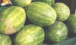 最近迷上吃瓜,揭秘我近期沉迷的“吃瓜”生活