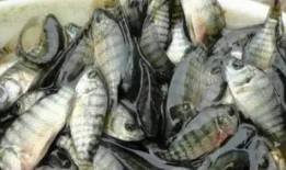 吃瓜江小渔民,吃瓜群众的趣味生活