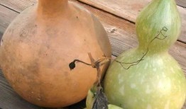 梦见买了葫芦瓜吃,葫芦瓜的神秘之旅