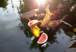 吃瓜锦鲤,揭秘娱乐圈的神秘力量