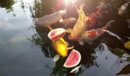 吃瓜锦鲤,揭秘娱乐圈的神秘力量