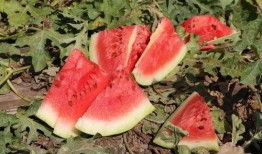 华华华吃瓜,揭秘娱乐圈幕后故事