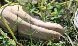 保山施甸吃瓜,瓜果飘香，尽享夏日田园美味