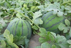 女梦见在瓜地里吃瓜,女子瓜地寻味，揭秘梦境中的甜蜜诱惑