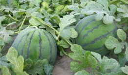 女梦见在瓜地里吃瓜,女子瓜地寻味，揭秘梦境中的甜蜜诱惑