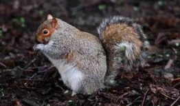 吃瓜松鼠揭秘,娱乐圈幕后真相大曝光