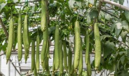 种花和吃瓜,田园生活的诗意与甜蜜