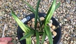 虎斑头像吃瓜,揭秘网络红人吃瓜背后的故事