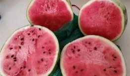 吃麒麟瓜视频犯困,网友直呼“太困了！”