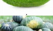 立秋为啥吃瓜,传统习俗中的季节变迁与美食文化