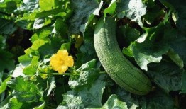 良瓜怎么吃,探索多样食用方法