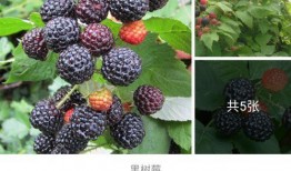 吃野瓜的视频,跟随视频一起品尝大自然的馈赠