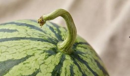 上海的吃瓜,吃瓜群众的美食盛宴