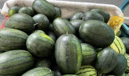 同事喜欢吃瓜,揭秘同事的“瓜”情趣