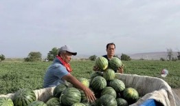 纳凉吃瓜是什么季节,瓜果飘香——盛夏时节的悠闲时光