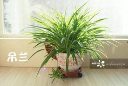 吃瓜背竹,揭秘竹子背后的奇妙世界