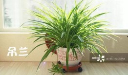 吃瓜背竹,揭秘竹子背后的奇妙世界