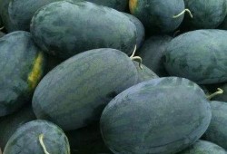 梦见吃梨瓜里有很多籽,吃梨瓜满籽的寓意与启示