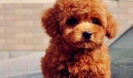 小泰迪吃瓜,揭秘娱乐圈幕后真相