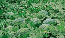 project吃瓜群,网络社交新现象背后的故事