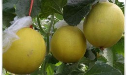 车刘村吃瓜,共享清凉时光