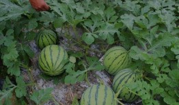 吃瓜闲聊投稿结果,热门话题背后的趣味与思考