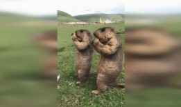 草原特殊的吃瓜,瓜果飘香的夏日盛宴