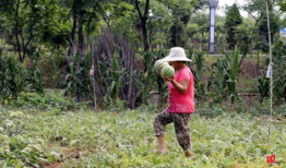 农村小芳金乡吃瓜,农村生活的甜蜜滋味