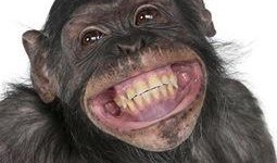 大猩猩吃瓜视频