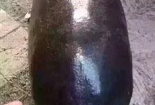 吃瓜黑色闪光,探寻神秘现象背后的真相