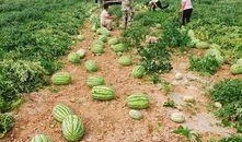 免费吃瓜基地,共享美食，共享快乐